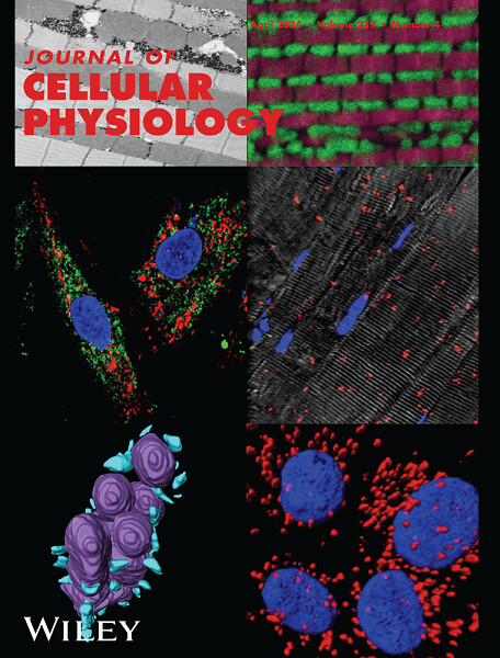 More great work from @AtHinton lab has led to the front cover & inside cover. Thank you @IntMedAbel for your mentorship! Thank you @KattiiPrasanna for being my co-first & thank you, Drs. @brianglancylab & @RePereira Thank you @WileyGlobal Press & the Journal of Cell Physiology