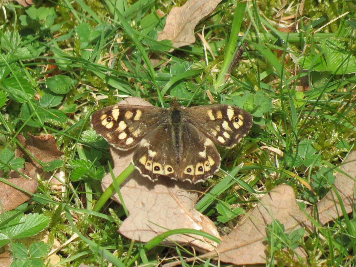 Starting to see a few more butterflies now. This Speckled Wood was enjoying the sunshine today