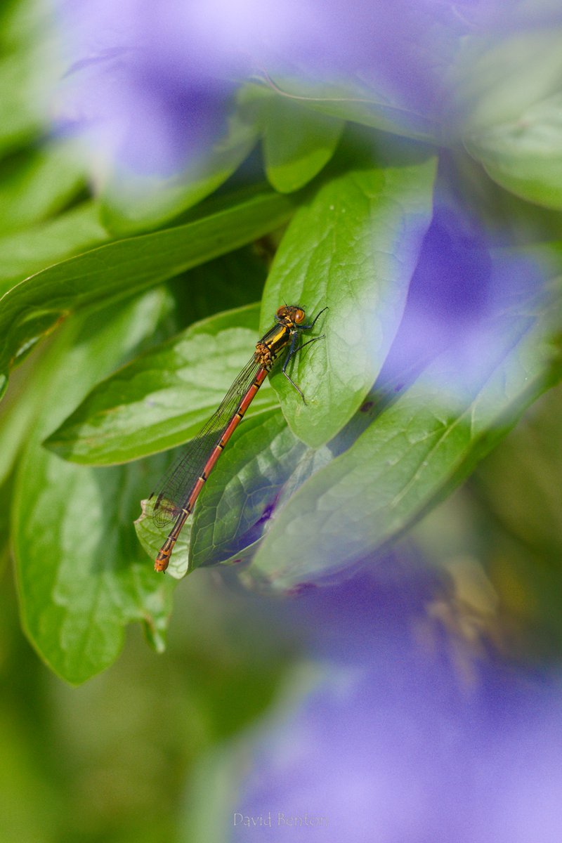 A couple of days with sunshine makes all the difference. Several new for year butterflies - Orange tip and Red Admiral in Tiddesly woods, Small White (I think!) and Holly Blue in my Garden plus an unexpected Red Damselfly - seems early  - and Comma in Lineover Wood