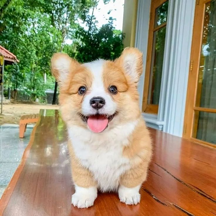 Corgi Lovers (@usacorgilovers) / Posts / X
