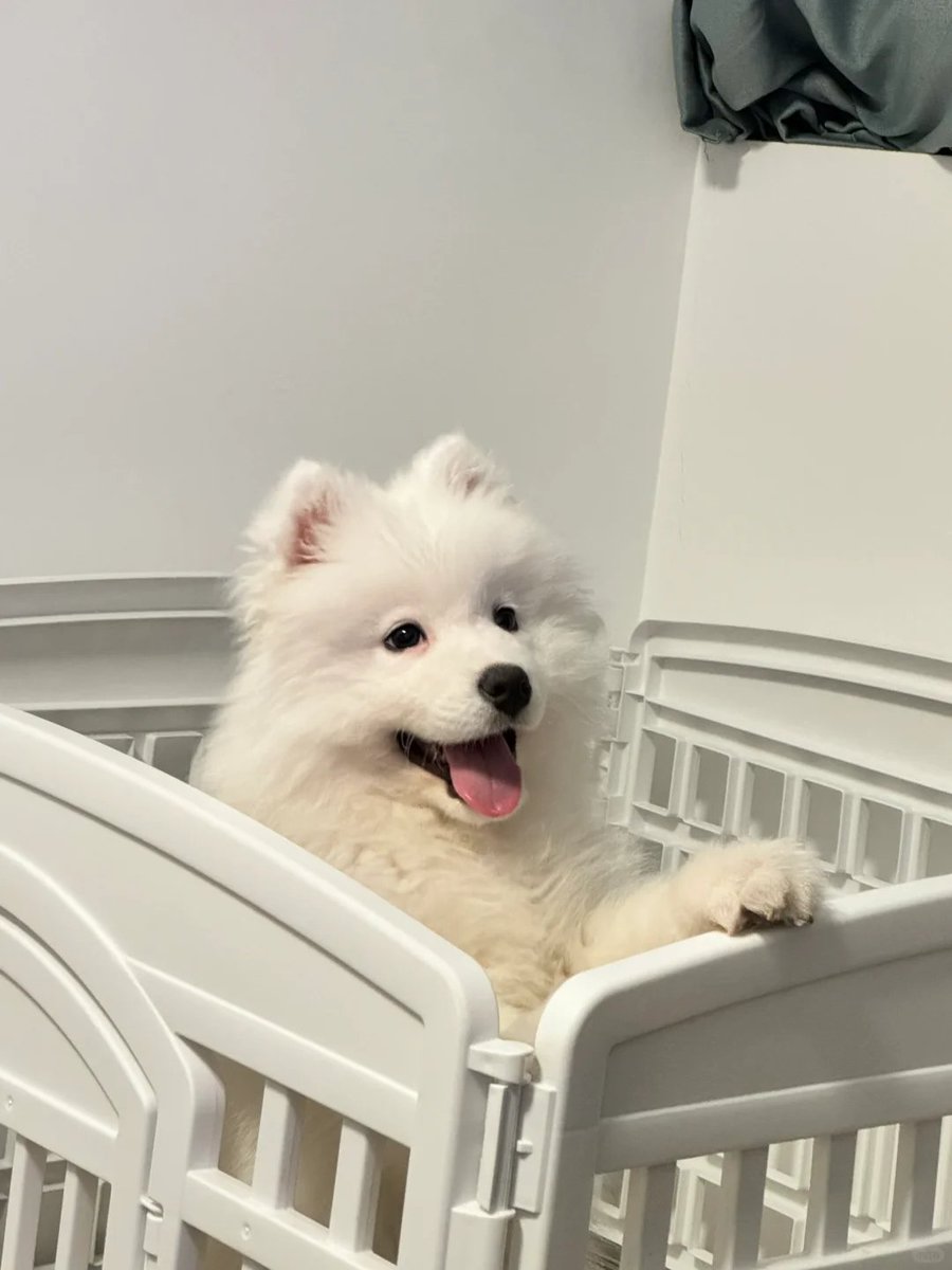 ezirazy's tweet photo. Samoyed dogs are so pretty https://t.co/L3J3nLZ6tj