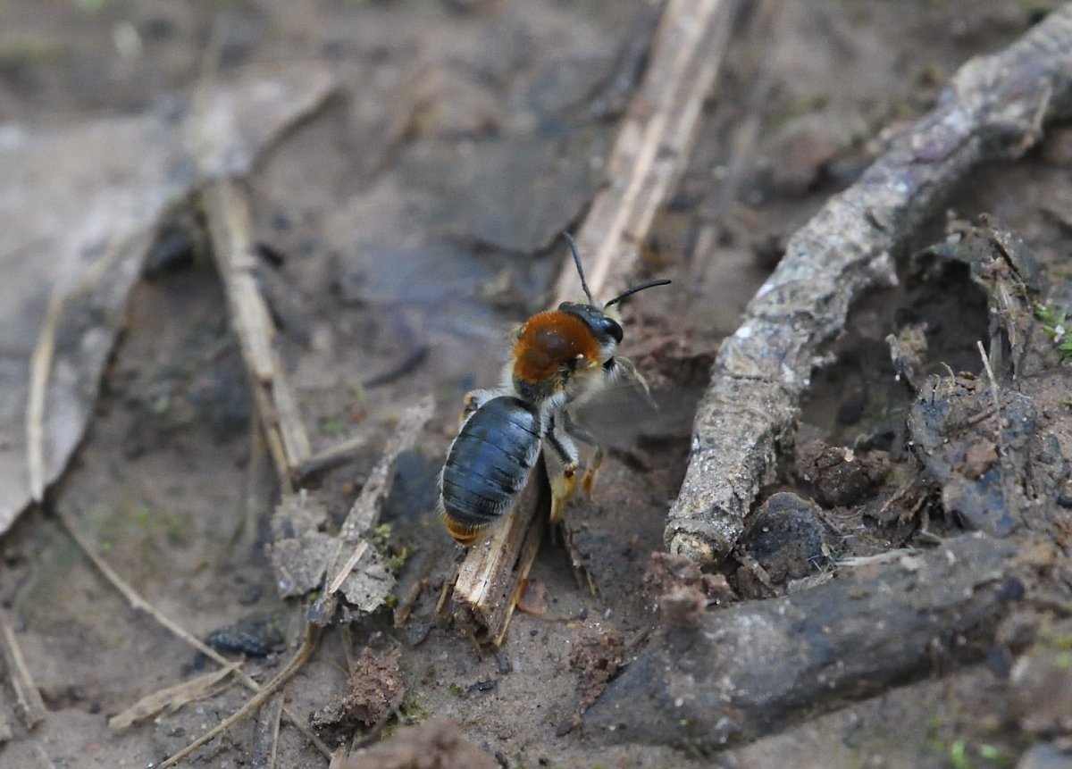 Saw another one for the list today at Berry Head, Andrena haemorrhoa, Orange-tailed Mining Bee @Buzz_dont_tweet @BumblebeeTrust @SolitaryBeeWeek