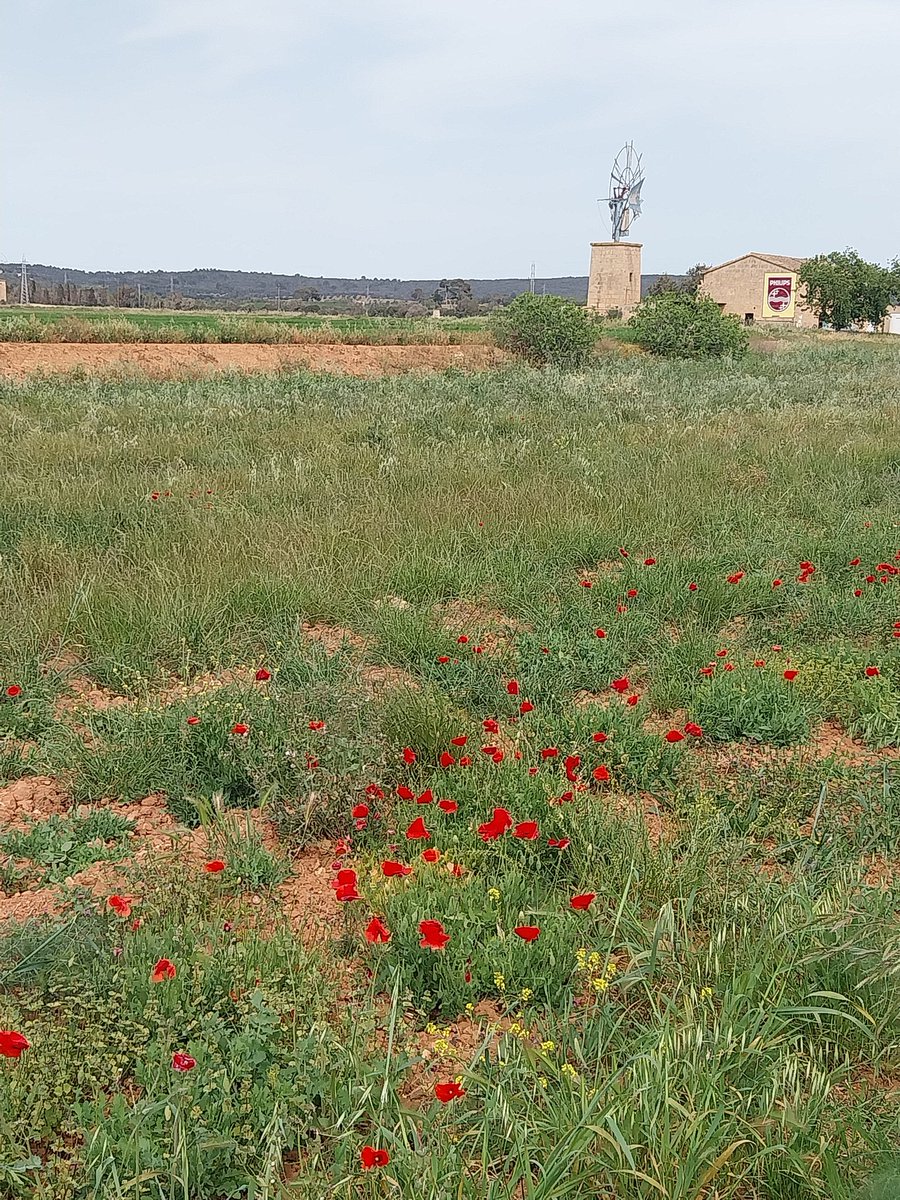 Vos deix unes floretes que he cuit..fent una volteta amb sa bici