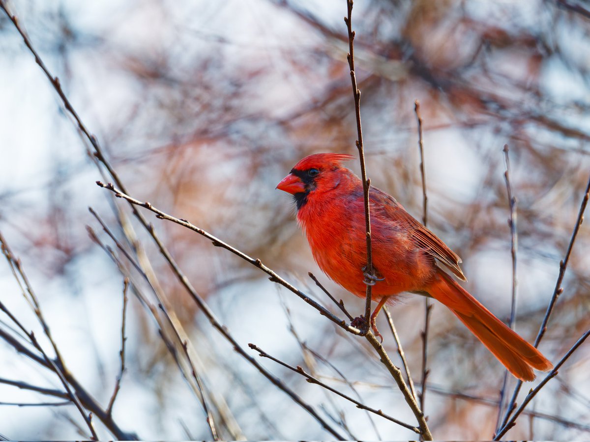 I met a very friendly and possibly hungry northern cardinal, likely Theo, near maintenance field. It flew to someone who inadvertently held up their palm, perhaps hoping for bird seeds. 03/31/2024 #birds #birdcpp #birdwatching #birdphotography #BirdsSeenIn2024 #BirdsOfTwitter