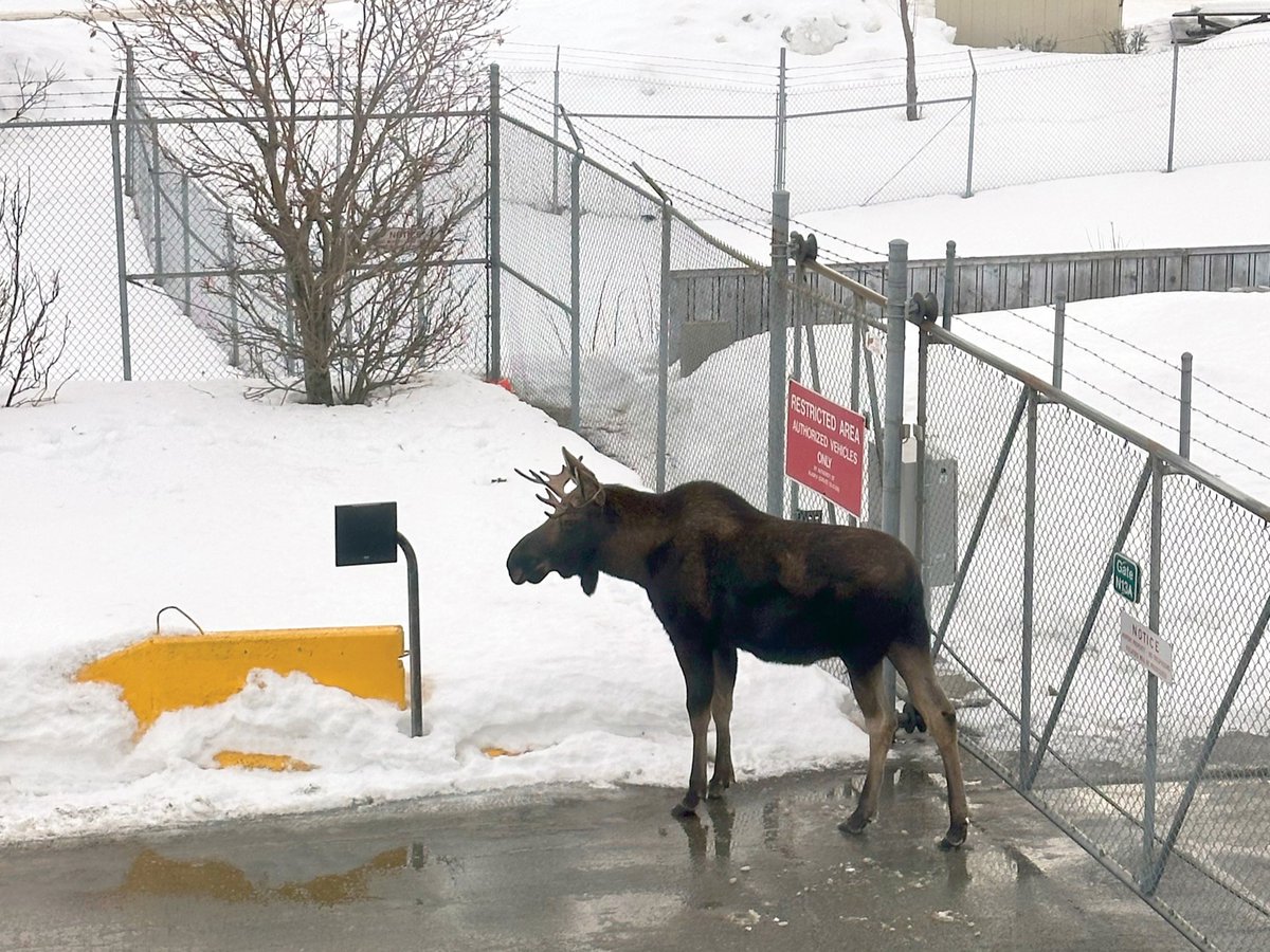 An excuse only good in Alaska: 'Missed my flight because a moose was in the way.'