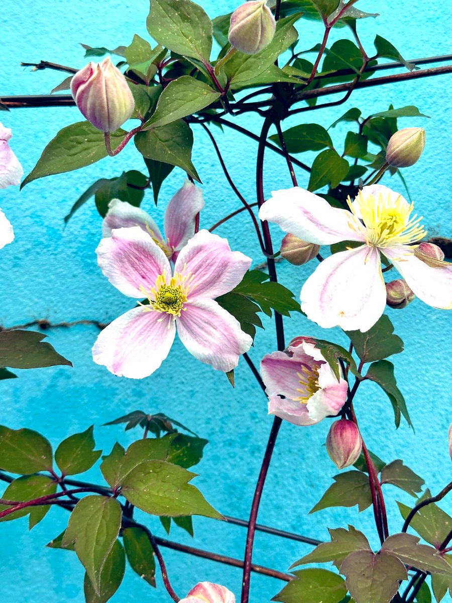 Beautiful day for talking to residents, plus all the flowers are bursting into bloom. Lots of enthusiasm for the coming election and pledges to vote @bristolgreen This clematis smells wonderful and is great for the bees & butterflies too We need more flowers in the city centre!