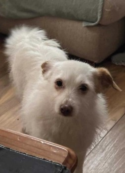 millypod1's tweet photo. ๐11 APR 2024 #Lost SNOWY #ScanMe
White Jack Russell Terrier Cross Female
Mill Road #Stokenchurch #HighWycombe #Buckinghamshire #Bucks #HP14
https://t.co/k7SHtyho9j https://t.co/O4Z4cq2wKe
