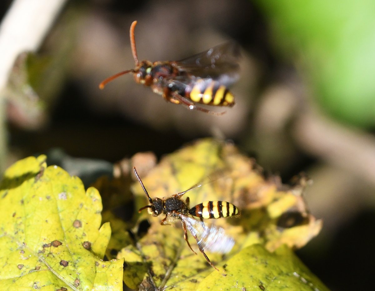 My guess, Nomada flava, Flavous Nomad Bee(?) around Berry Head @billcoulson3 @JWentomologist