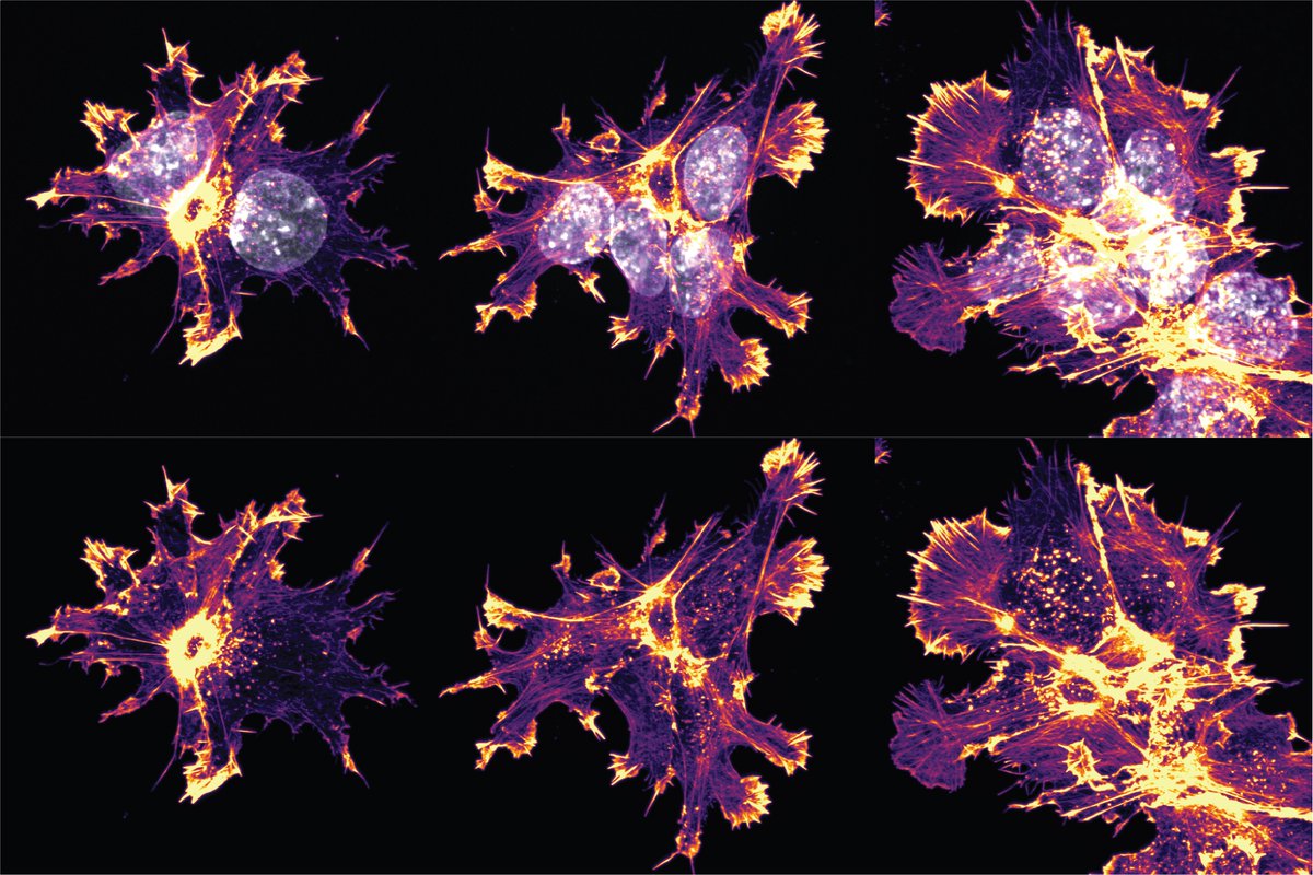 #ImageOfTheWeek via @WatermanLab: During development and differentiation, cells work together to squeeze and shape tissue.