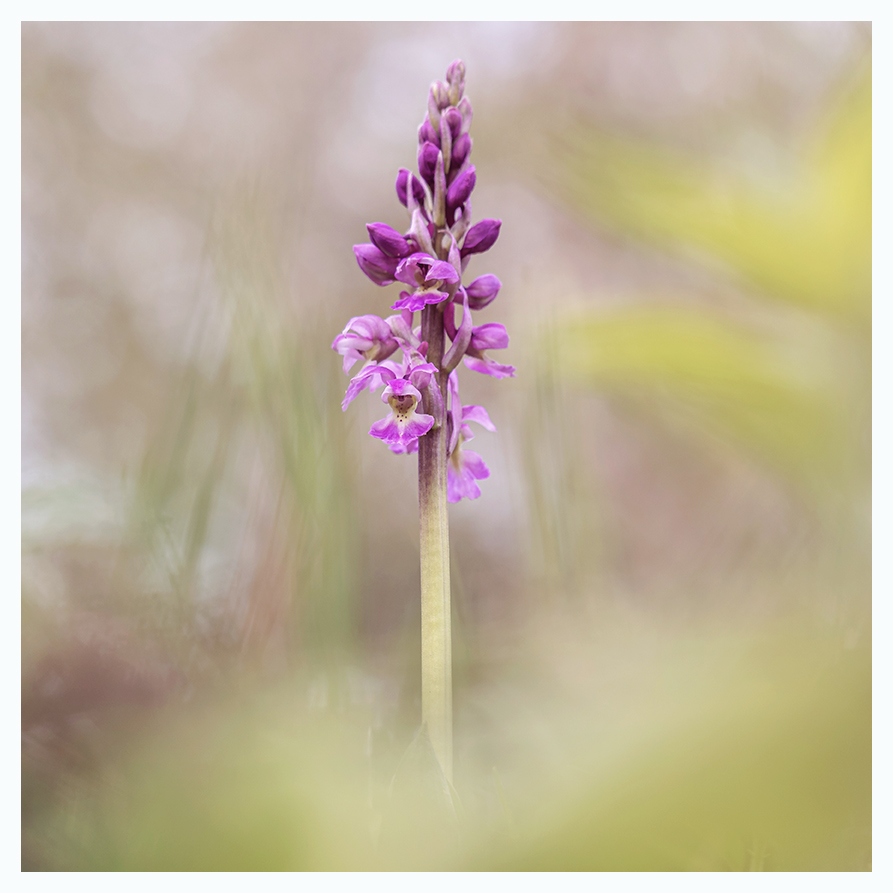 Early Purple Orchid, Orchis mascula, in the woods this evening.