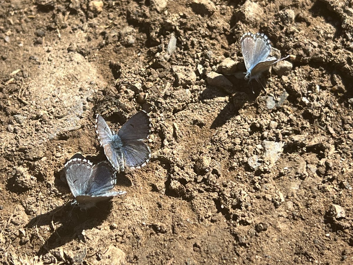 Day 2 in Spain and some puddling butterflies in 27C. Here Iberian Scarce Swallowtail, Iphiclides feisthamelii, and Baton Blues Pseudophilotes baton. Real stunners @europebutterfly