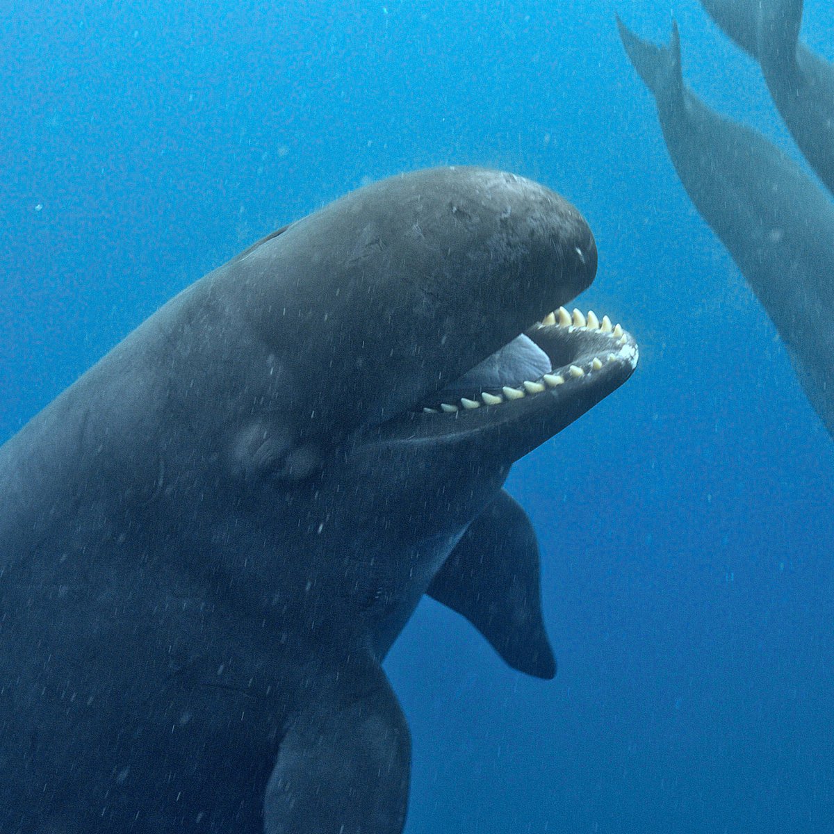 The #Mammals team recruited experts to help them successfully find and film false killer whales. A hydrophone was used to listen to their calls and locate them, then the team set to work placing tags on the whales to record data and images.

📸 BBC Studios' Natural History Unit.