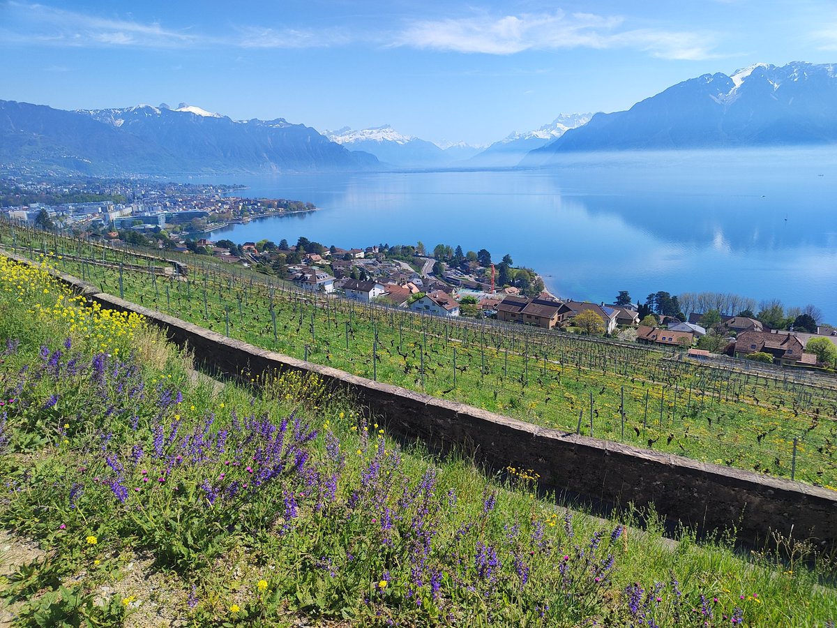 #Lavaux