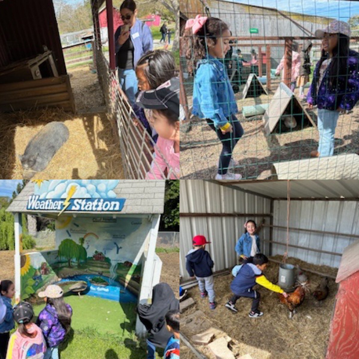 Love that our TK students had a chance to visit the Loma Vista Farm! What a great time! @Dover_Bulldogs