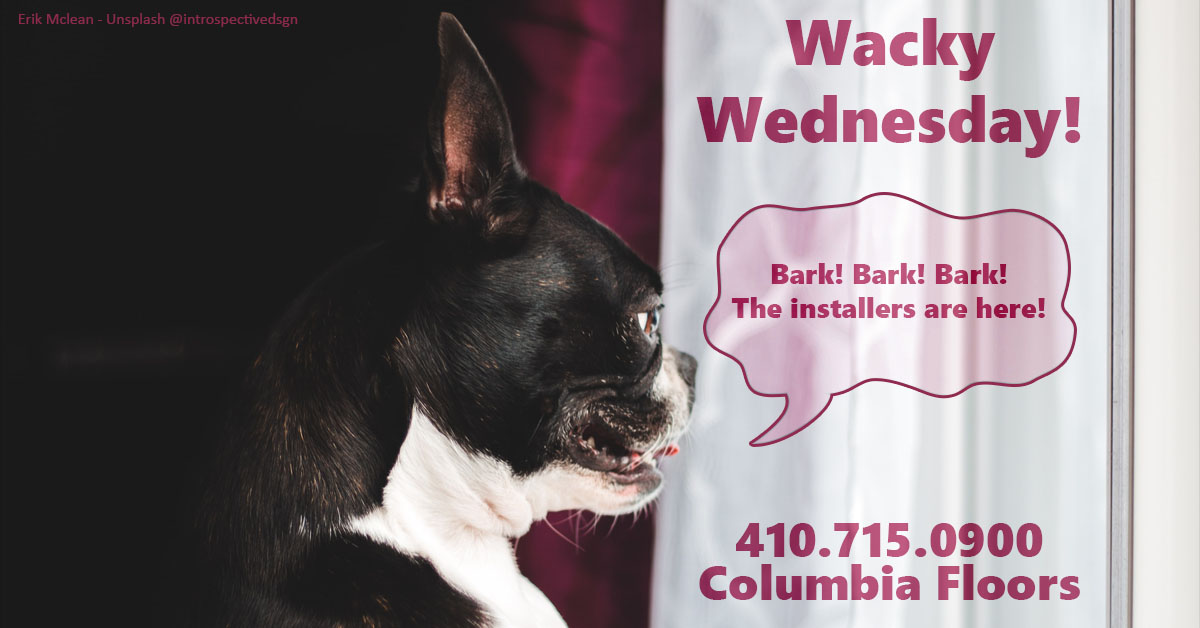 Call Columbia Floors for a free quote!
#WackyWednesday #flooring #floors #hardwood #hardwoodfloors #hardwoodflooring #refinish #carpet #lvp #tile