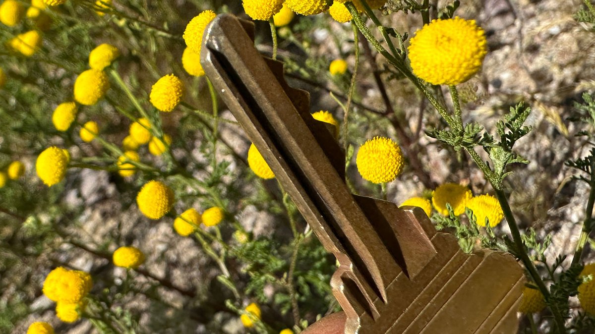 azpublicmedia's tweet photo. This week on @BuzzTucson, as the summer approaches, we look at how invasive plants are changing the area's fire regime and taking over ecosystems previously dominated by native species.

Listen here: https://t.co/rAUQVrm2kx https://t.co/Dmn0a0zIJM