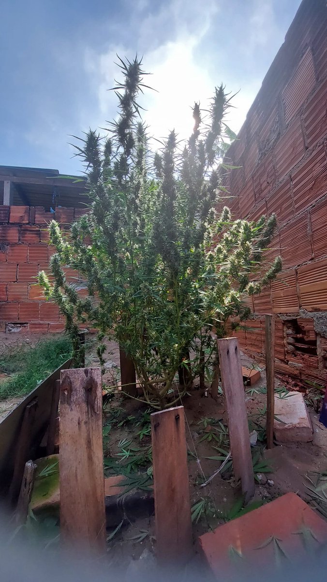 ihlombrei's tweet photo. Resultado de uma semente de prensado https://t.co/hWqDznAIzi