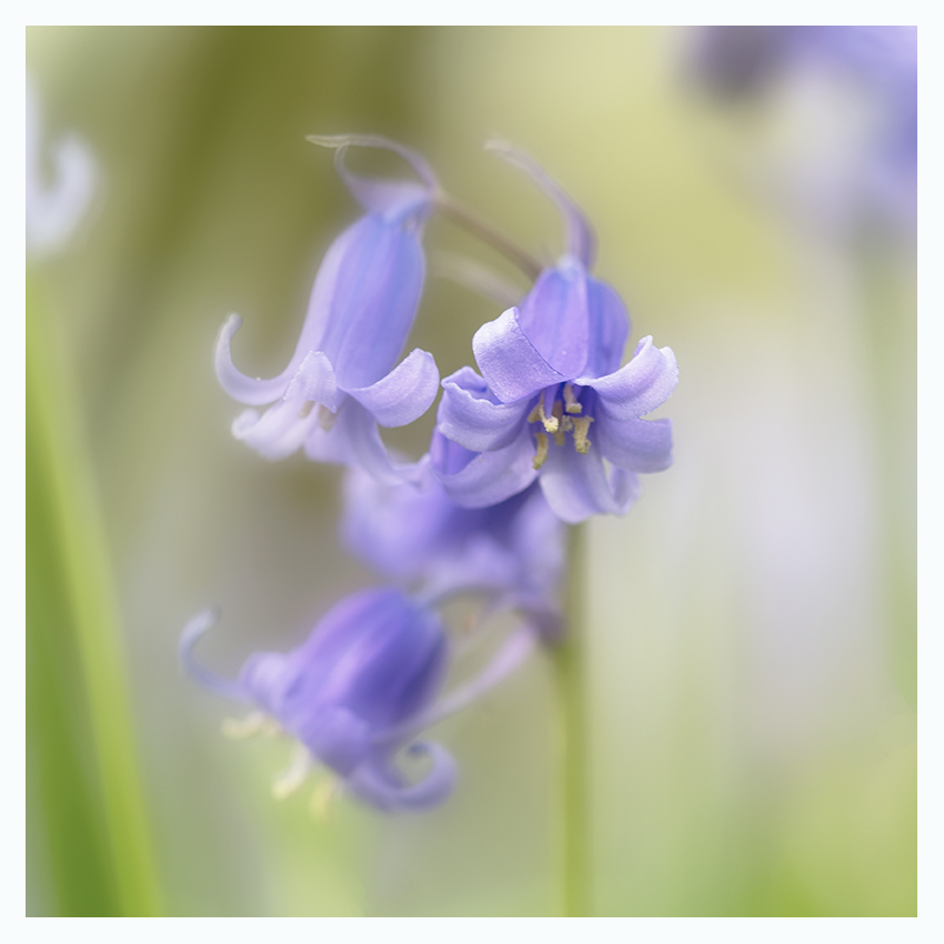 Bluebell, Hyacinthoides non-scripta, I think we may hit peak Bluebell my way this week, the woods are glorious.