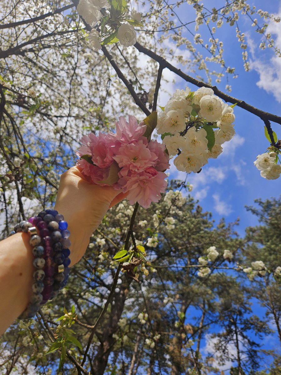 BindiCarina's tweet photo. Magnifiques cerisiers en pleine floraison au #parcdesceaux #sakura #hanami https://t.co/NWnzgCONiB