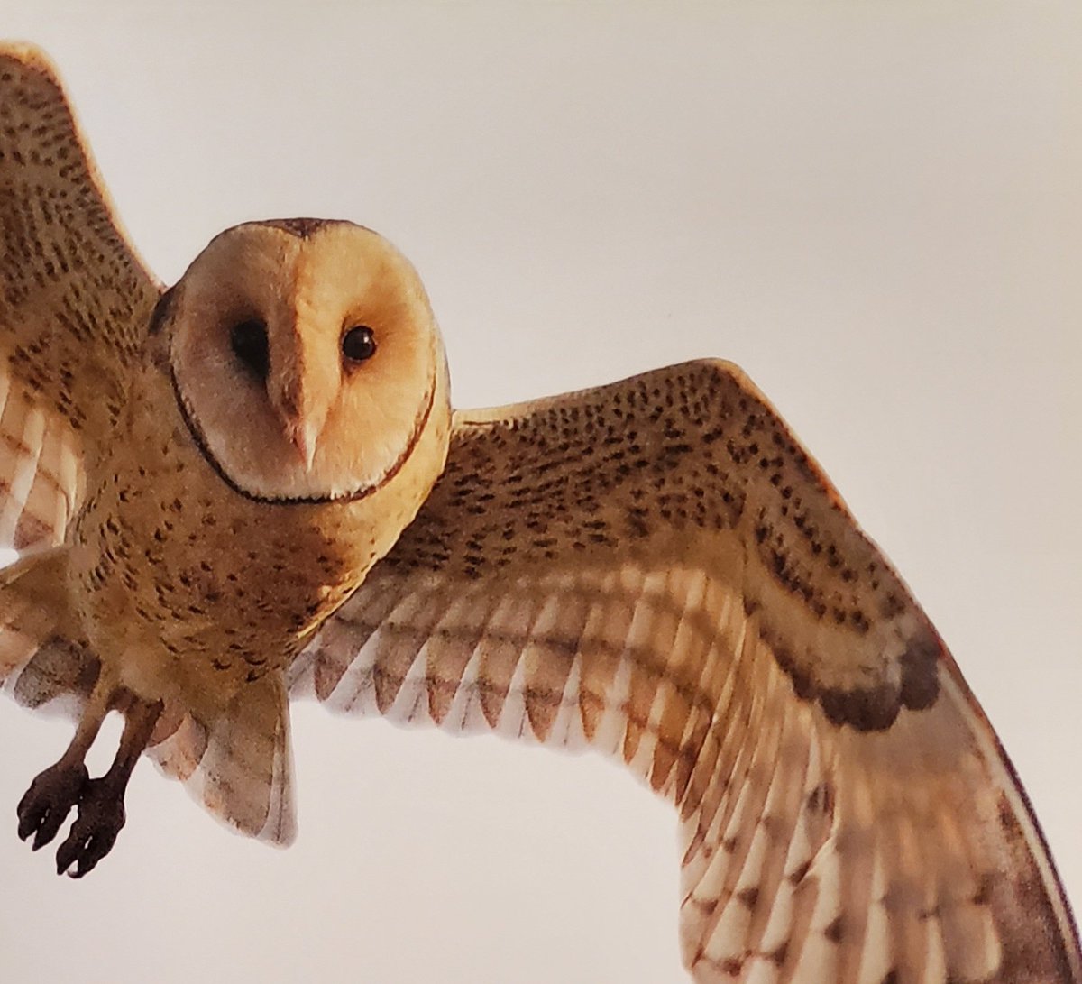 OWL OF THE DAY: african grass owl (tyto capensis) medium sized barn owl with long legs. long white facial disk with darkspots on underside. nocturnal hunter, it turns into the breeze for lift while listening for prey on the ground. catches bats in flight. subsaharan habitat.