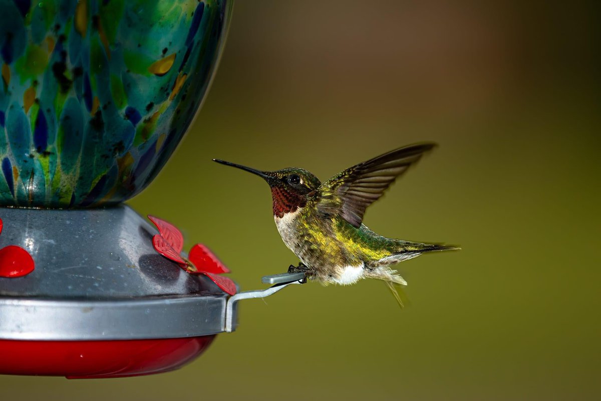 Hummingbird #NewHampshire
By ~ Dave LaBar