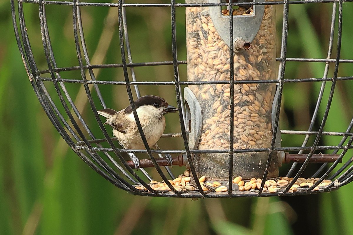 WWT Llanelli today and the sun was shining. Two new ✅s ... Willow Tit and LRP. Nice views of Goldcrest and Willow Warbler singing their hearts out too. With @mikepug46608936