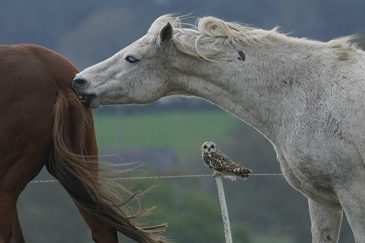Ooo err … bit of horseplay and in front of the owl!! @SuffolkBirdGrp @BTO_Suffolk