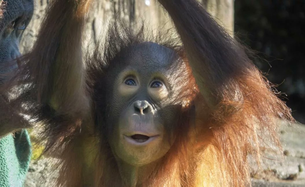 #jolene Jolene. Jolene. Jolene. 🥰🦧🎂🍌 Oregon Zoo Orangutan Celebrates 2nd Birthday z100portland.iheart.com/featured/portl…