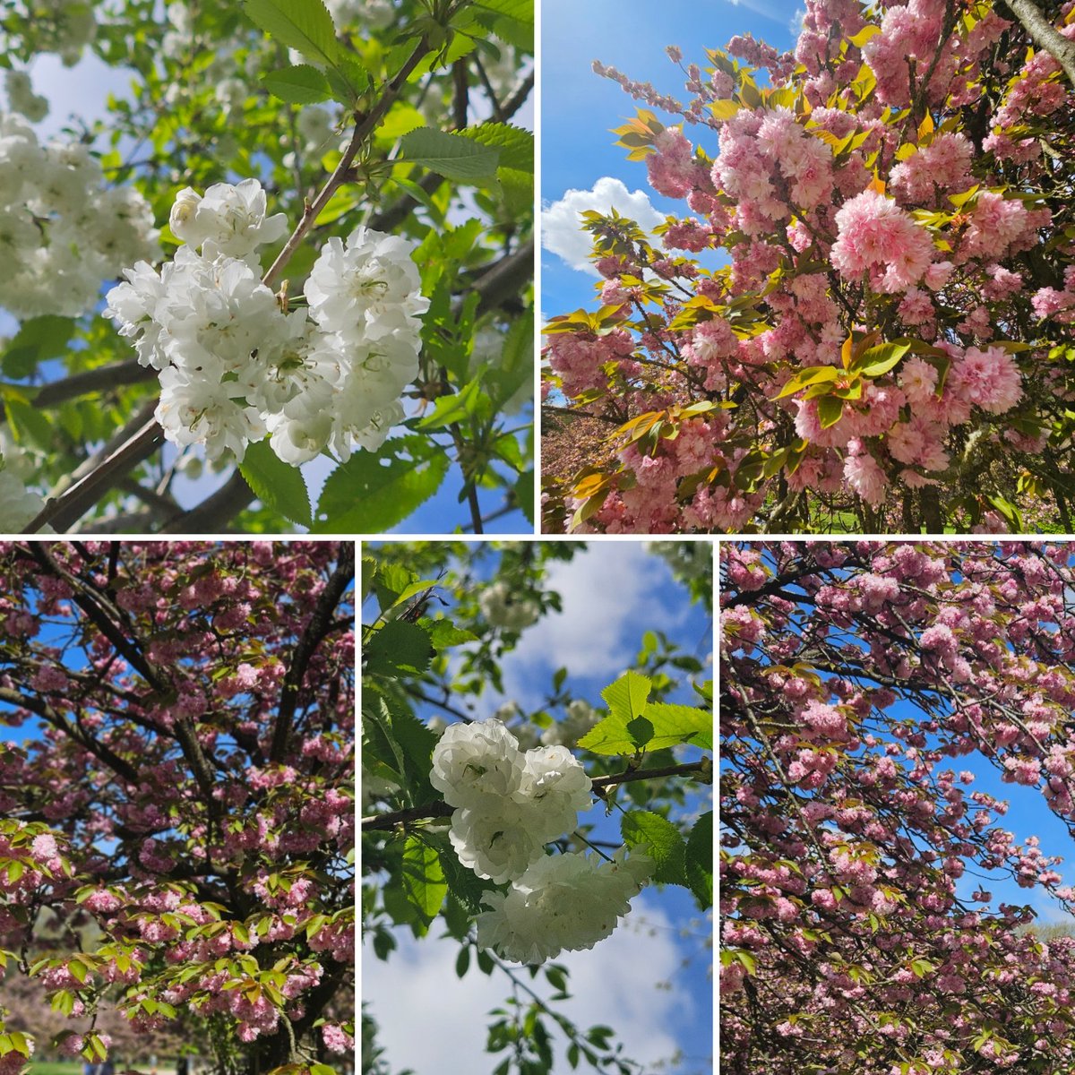 BindiCarina's tweet photo. #parcdesceaux @SceauxMP #sakura2024 #hanami https://t.co/RqwWT3b5nK