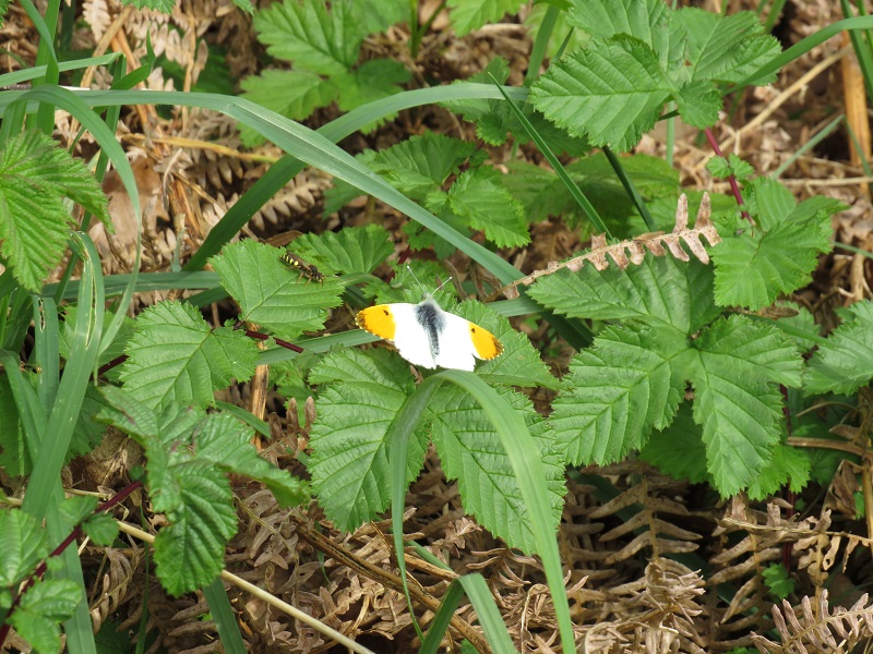 Great to see my first Orange-tip of the spring at Jerpoint West, Co. Kilkenny today