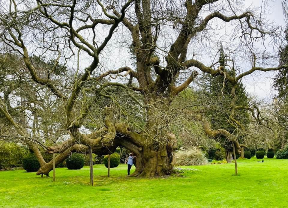 If a tree could talk. … dating to circa 1650 and ⁦@BishtonHall⁩ ⁦@hansonsstaffs⁩ . I ❤️ it- 🌳