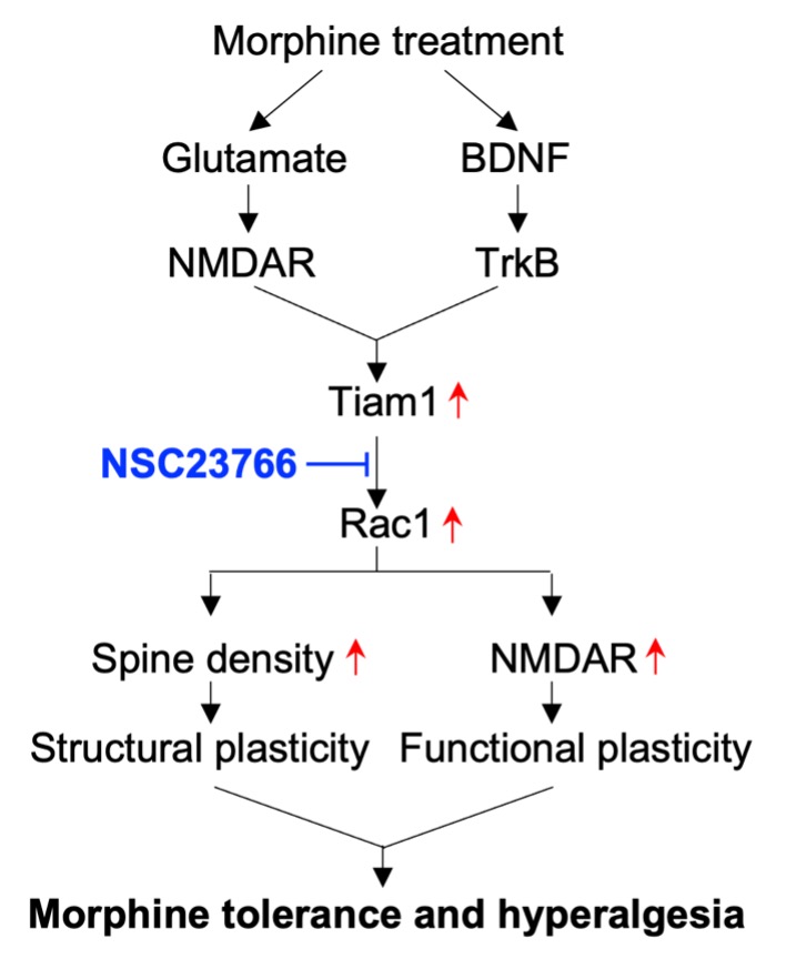 Yao et al. identify Tiam1-mediated maladaptive plasticity in the spinal nociceptive network as a cause of the development and maintenance of morphine tolerance and hyperalgesia. Inhibiting Tiam1 signalling reduced morphine tolerance. tinyurl.com/56436ejp