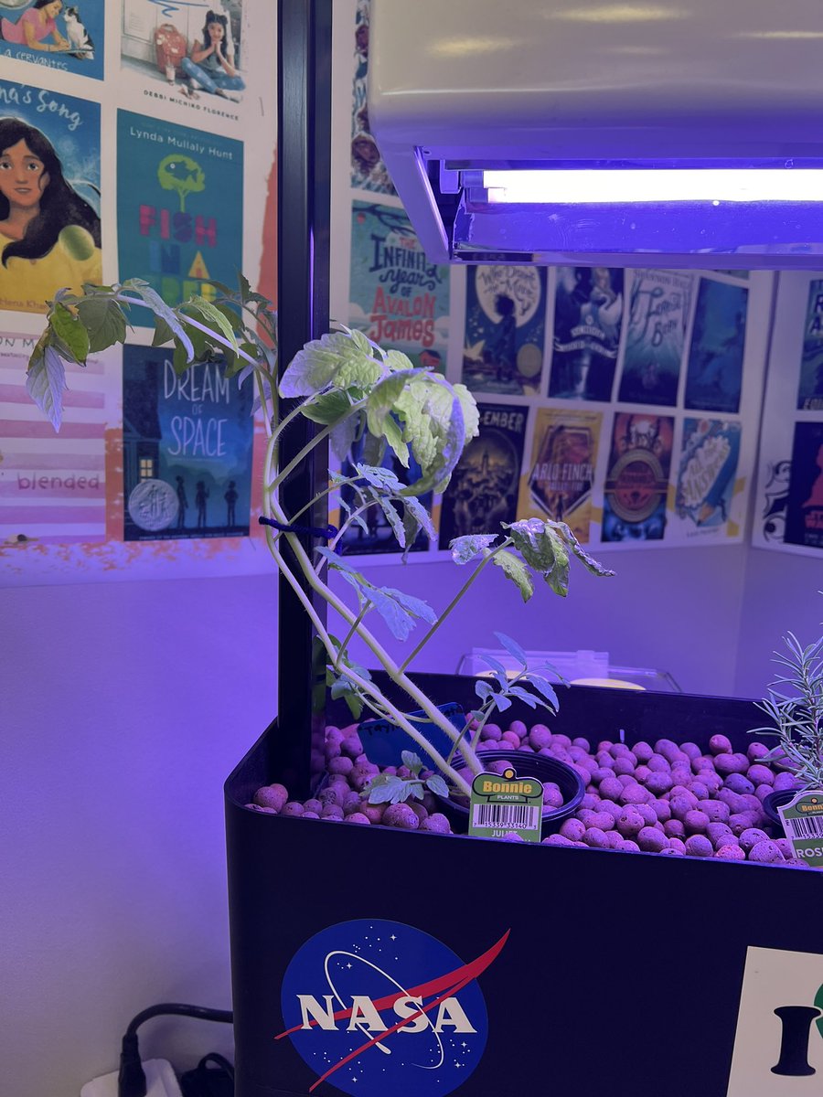 Race to the top! Some plants are flourishing more than others. 

Will Taylor Tomato give fruit? Why or why not, that is the question! 
#Aquaponics #STEMClub @LEAFGrants