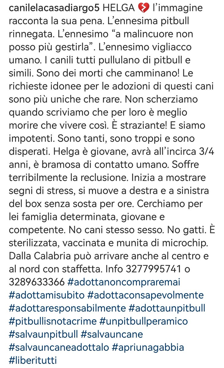 Helga abbandonata da gente sconsiderata, è l'immagine della tristezza. Cerca il contatto umano, ha bisogno di un'adozione consapevole! 🆘3289633366 #Calabria #AdoptDontShop #SosCani #adottanoncomprare #adottauncanedalcanile #canicercacasa #adozionecani #adozionidelcuore #adottami