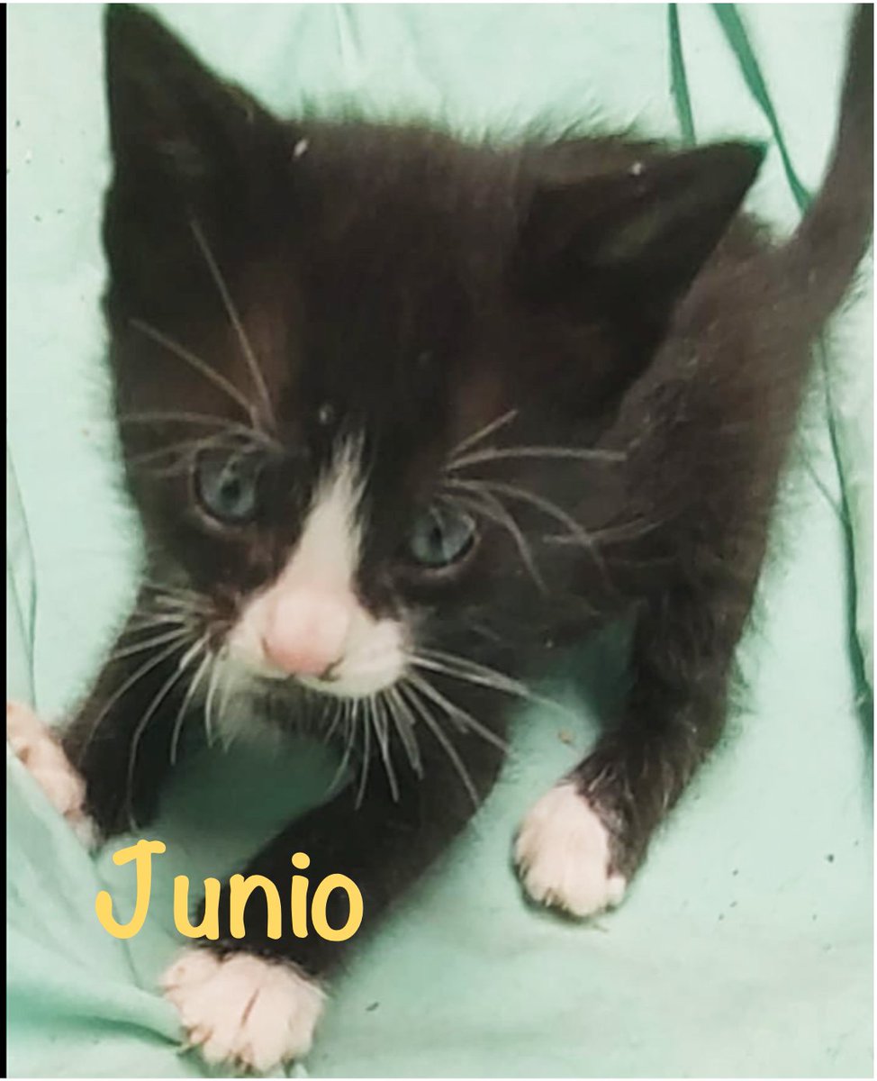 Abril (hembra), Mayo y Junio (machos) hermanitos en adopción! Preferimos se vayan de a dos (o los tres) juntos o a casas donde ya habite un gato para que crezcan en compañía, sanos y felices. Para adoptarlos escriban un correo a adopcion.gatos.cdmx@gmail.com #adoptaungato