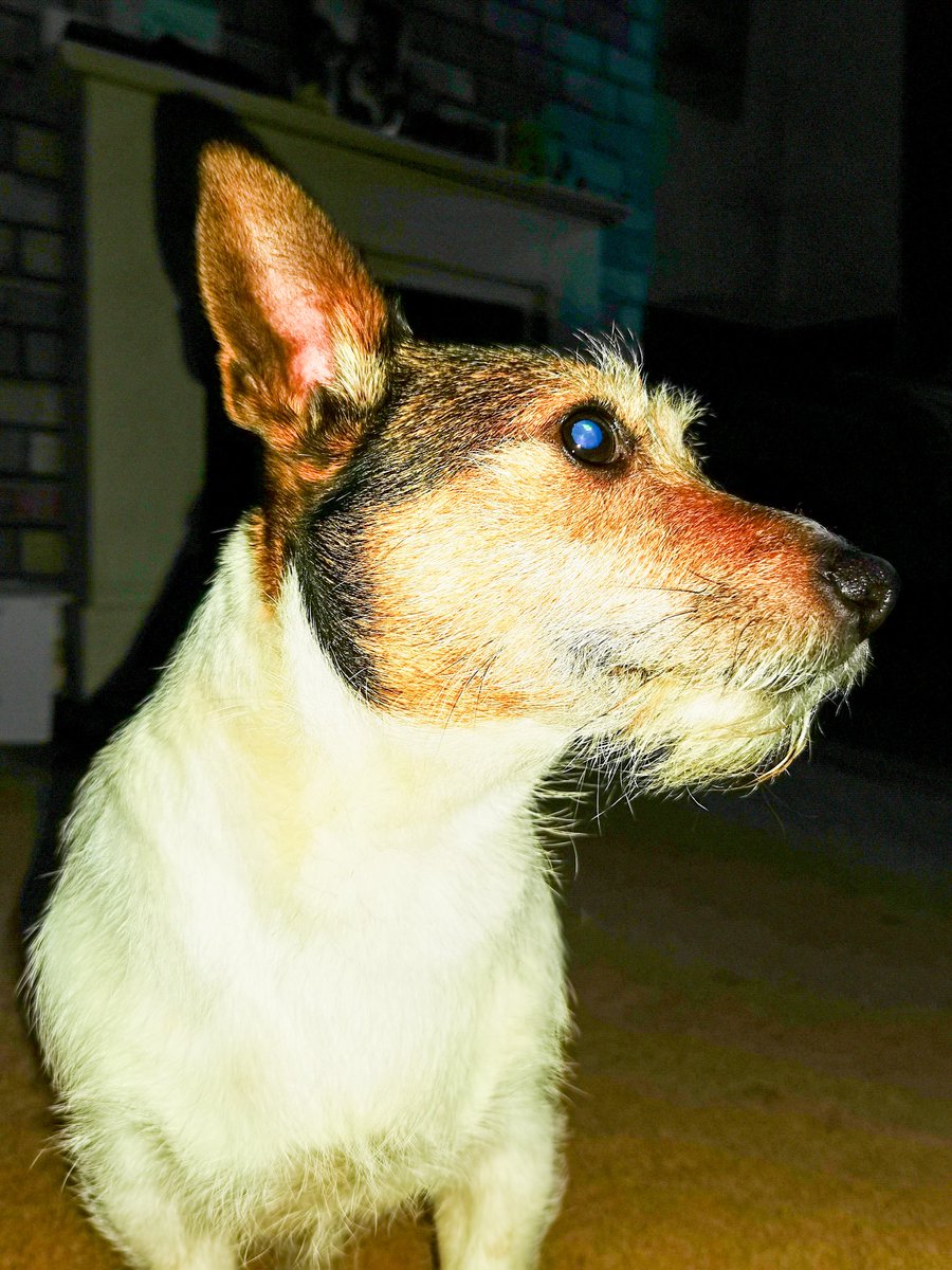 Posing....

#jrt #jackrussellterrier #dogsoftwitter