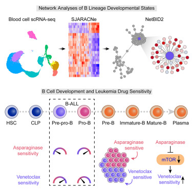 Single-cell systems pharmacology identifies development-driven drug response and combination therapy in B cell acute lymphoblastic leukemia dlvr.it/T5QvYV