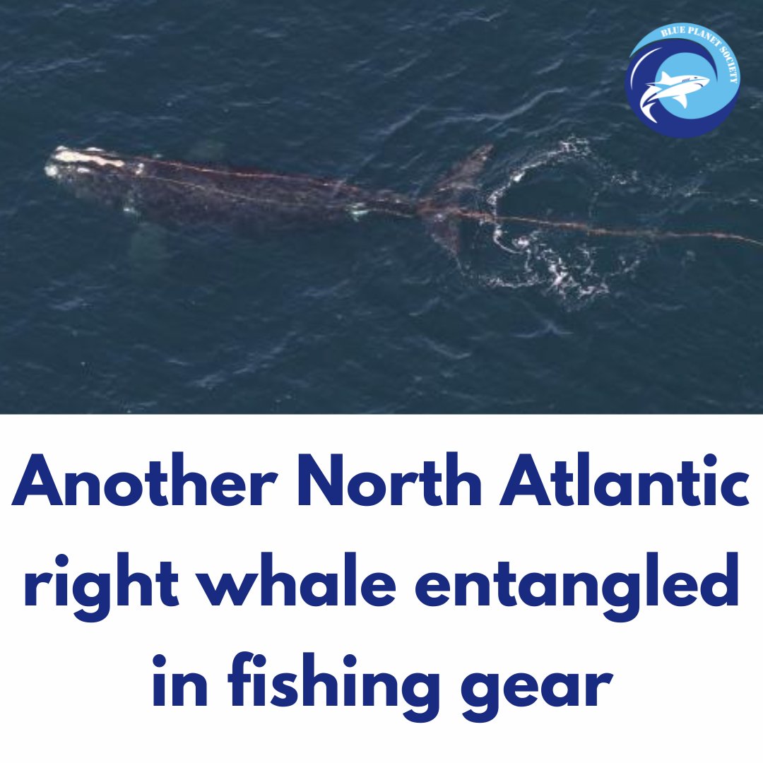 A NOAA aerial survey has identified an entangled North Atlantic right whale swimming 50 miles south of Rhode Island. The whale has rope coming out of both sides of its mouth, trailing beyond the flukes. Read more: fisheries.noaa.gov/national/endan…