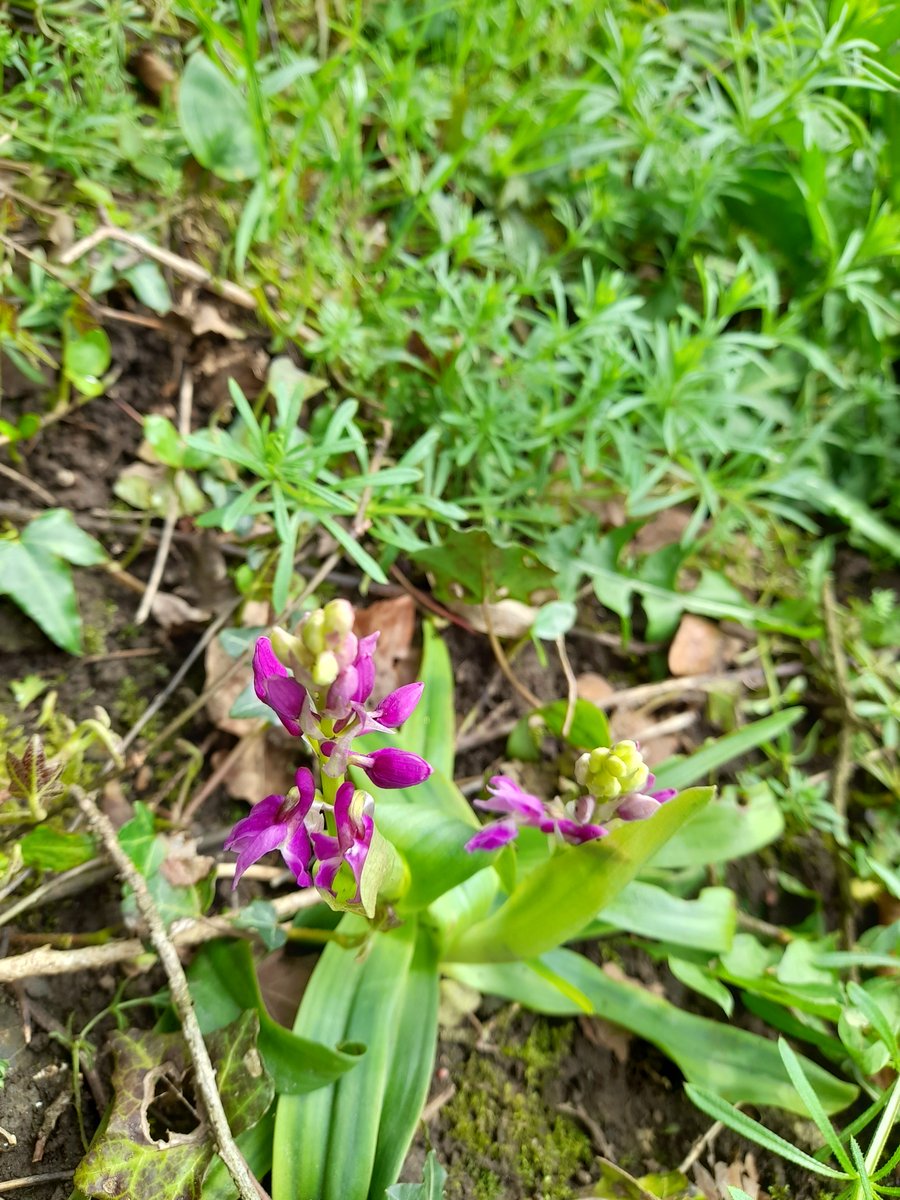 Lovely to see my first orchid in flower of the year. Early-purple Orchid at Jerpoint West, Co Kilkenny. @BSBI_Ireland