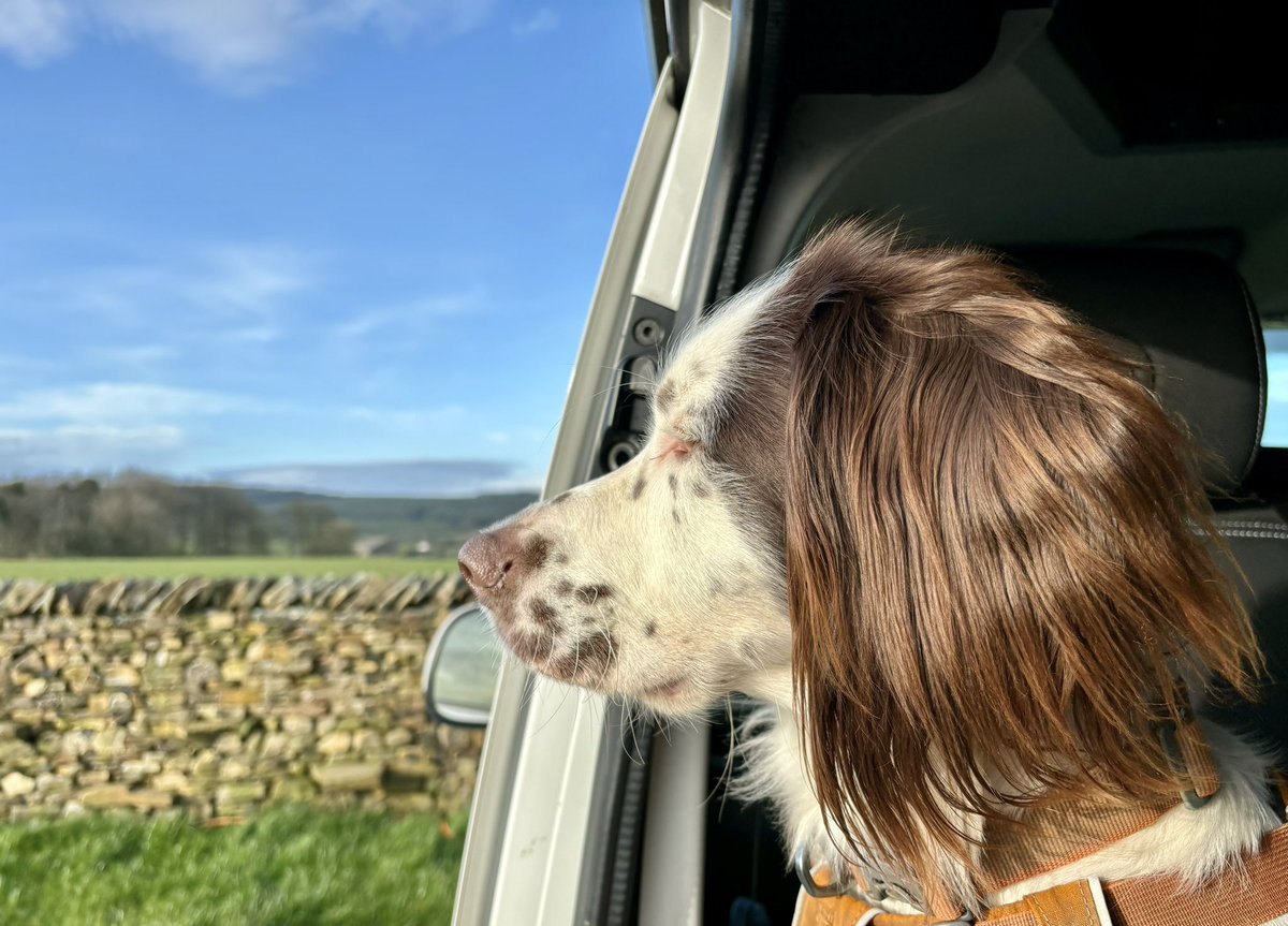 In the amazing Yorkshire Dales 🌟🌟 In position ready to climb up Ingleborough tomorrow ⛰️🐾🥾🥾