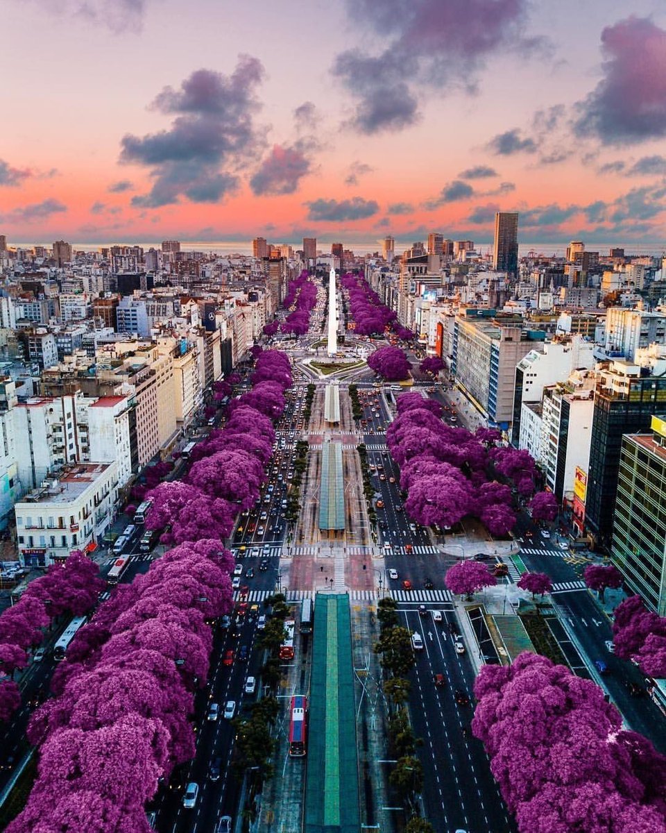 25. Jacaranda season in Buenos Aires, Argentina