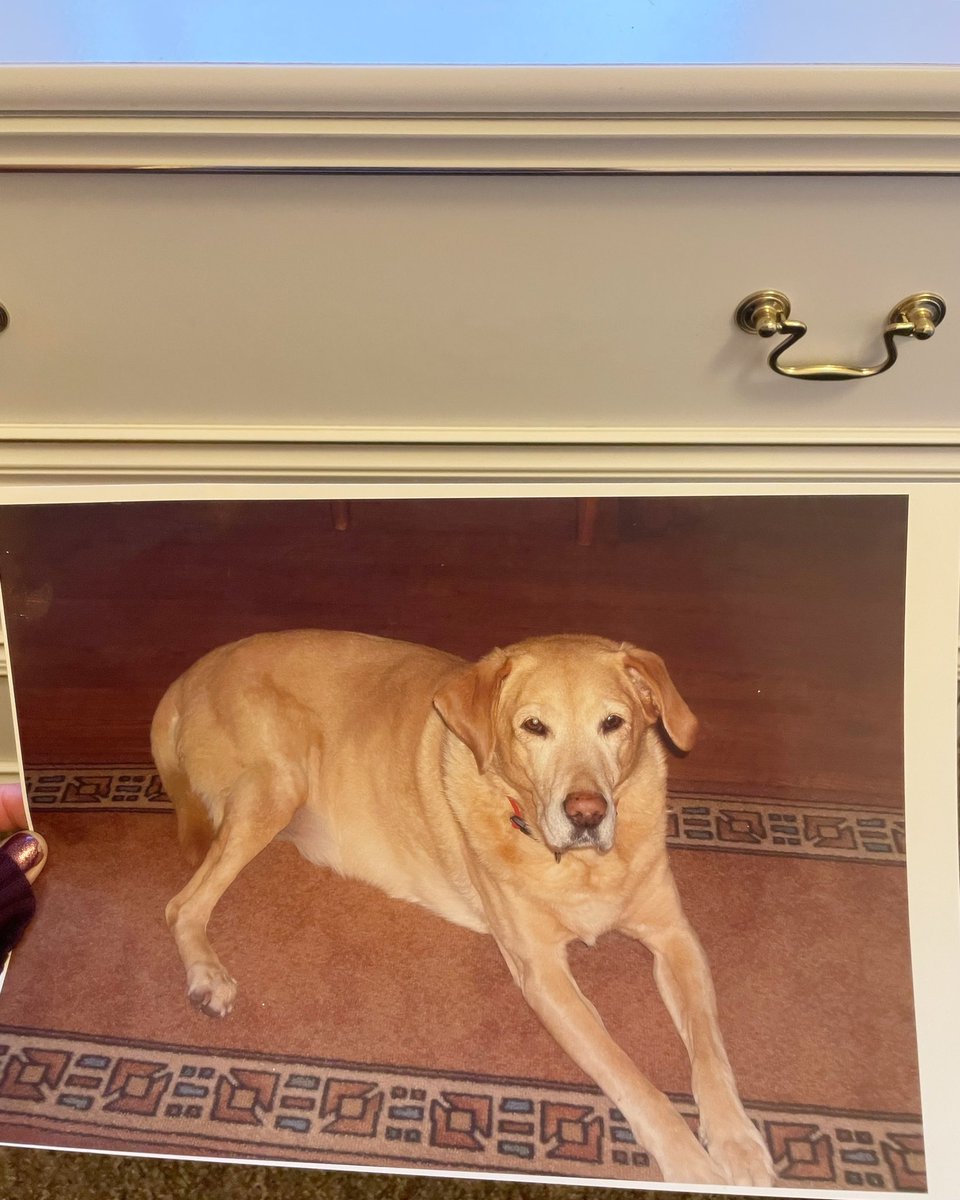 I bet you don’t get a free laminated picture of a Labrador when you buy your chest of drawers from Ikea