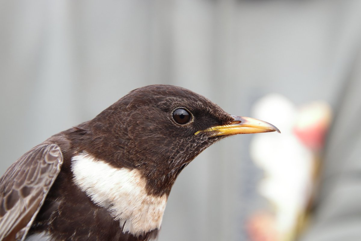 The Ring Ouzel (Ringdrossel) is a beautiful thrush found in open highland habitats. They can often be seen (especially between April and May) around Skagen if you have a keen eye 👀

#ringouzel #ringdrossel #thrush #birdmigration #migration #migratorybirds #skagen #denmark