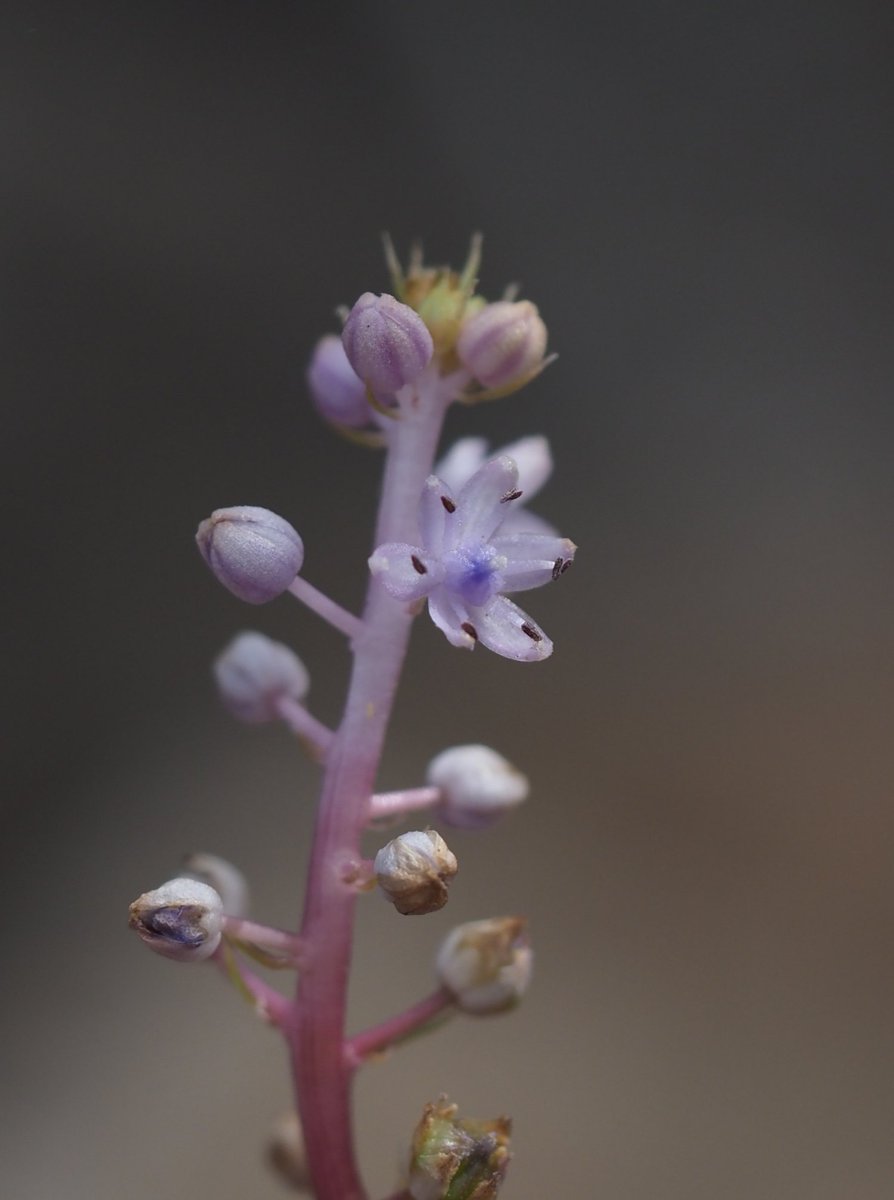 More Scilla haemorrhoidalis, this time flowering in the late afternoon sun and warmth. 😍 El Pris, Tenerife.