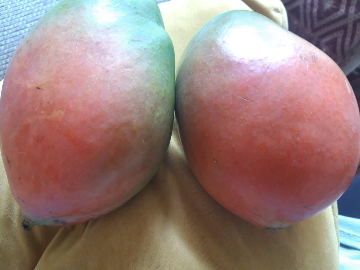 What? I'm ripening some Mangoes you perv!