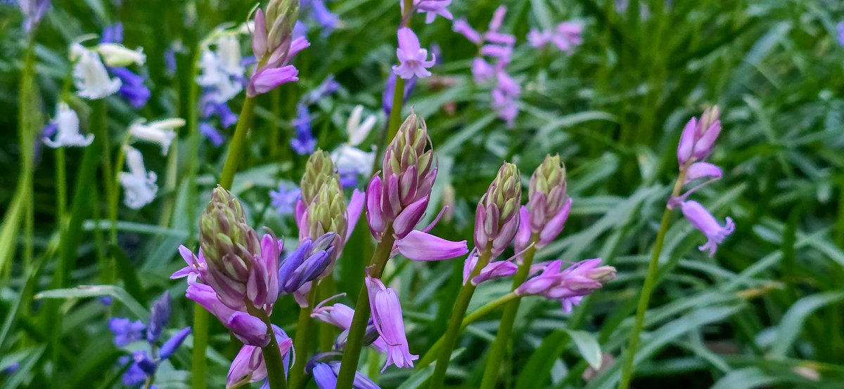 Het #hyacintenbos op Landgoed #Ockenburgh in #DenHaag is weer een lust voor het oog. Vanavond ben ik daar. Ik wens jullie een zonnig en gezellig weekend toe. #bluebells #hyacint