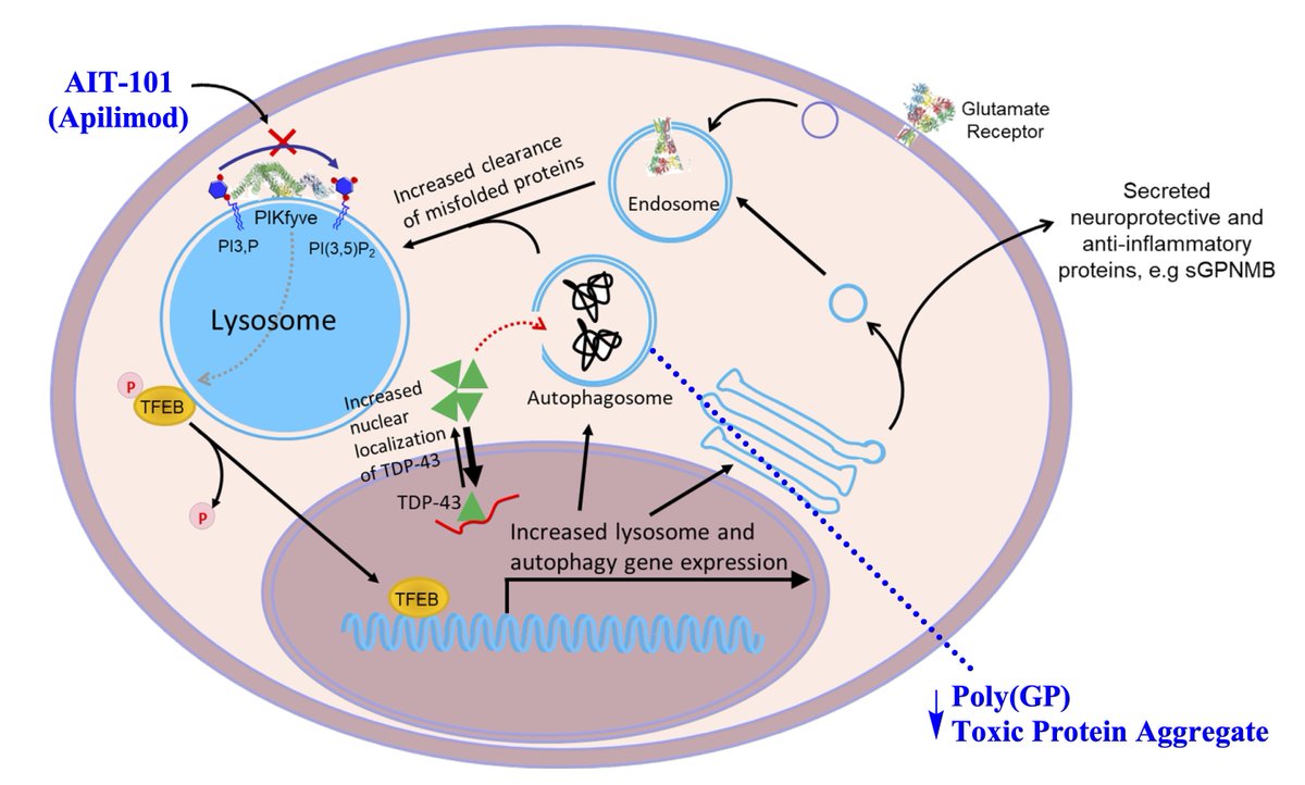 Babu et al. evaluate the safety, pharmacokinetics, and pharmacodynamic activity of apilimod dimesylate in C9orf72 ALS in a randomized, biomarker-endpoint phase 2a trial. tinyurl.com/3sr799dk