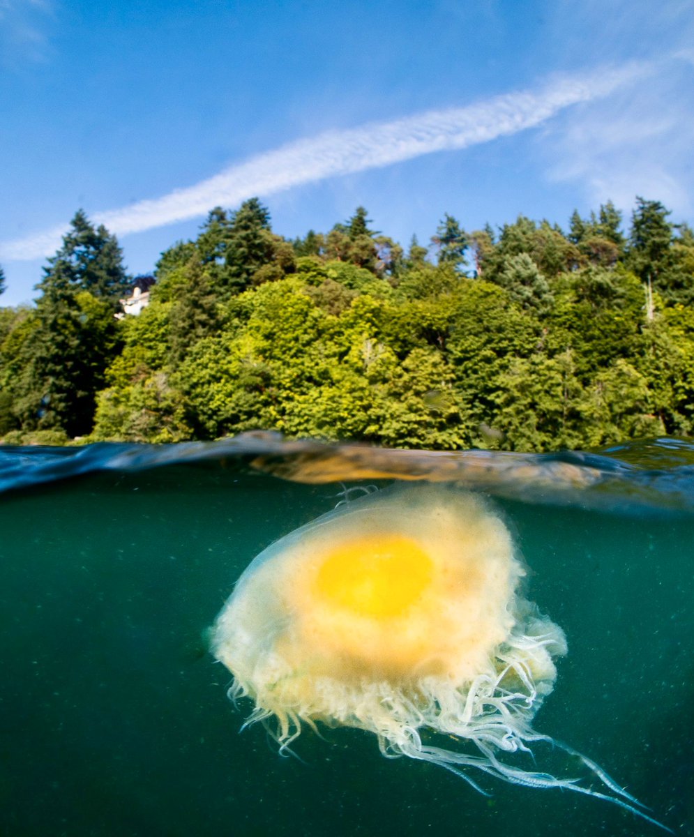 Photo Friday!
Featuring egg-yolk jelly. 🍳  

📸 Olivia Carros
 <a href="/olivia/">olivia clare</a>.scubas