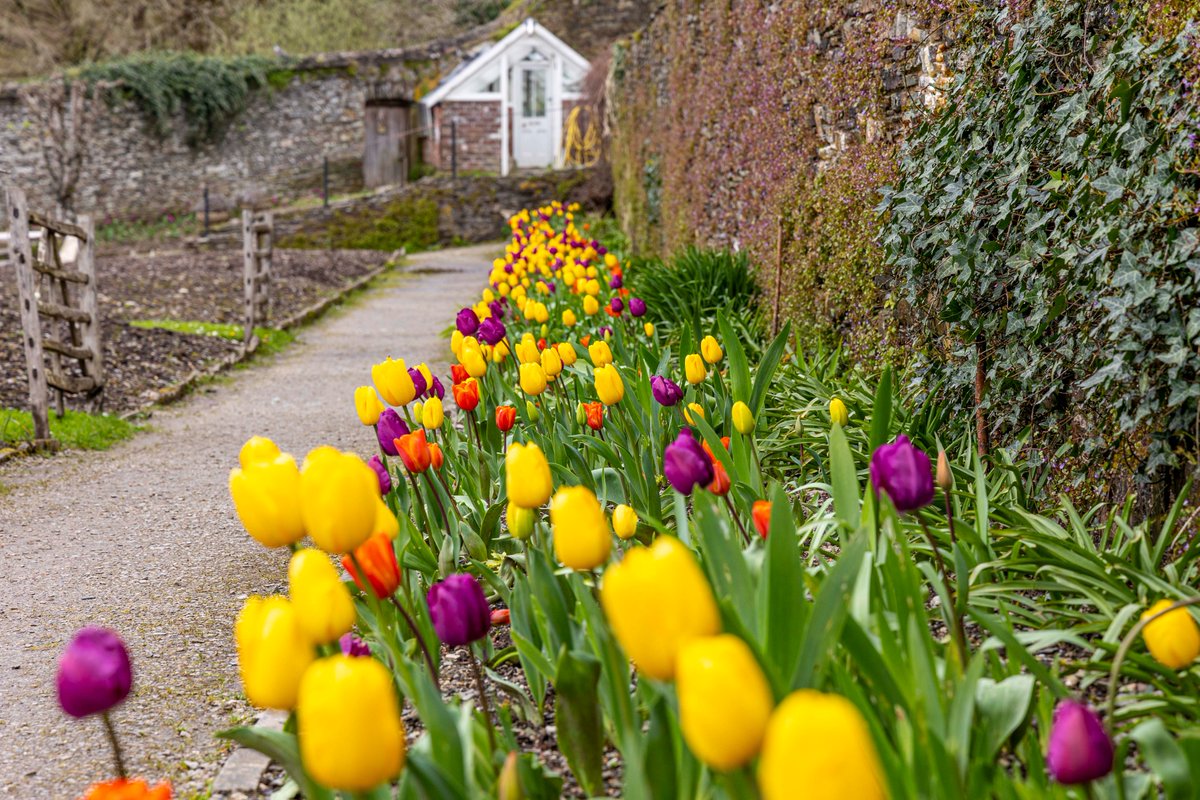 We can always trust a bed of tulips to brighten our day. Photo: Buckland Abbey, Devon, by Barry Mitchell