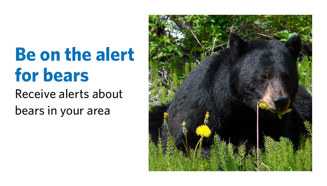 Want to receive an alert when a bear has been spotted in your neighbourhood? Download the WestVanCollect app to schedule reminders and receive alerts in cases of service disruptions and bear sightings westvancouver.ca/westvancollect #WestVan #WestVancouver